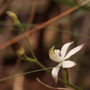 Caladenia moschata at Bruce Ridge to Gossan Hill - suppressed