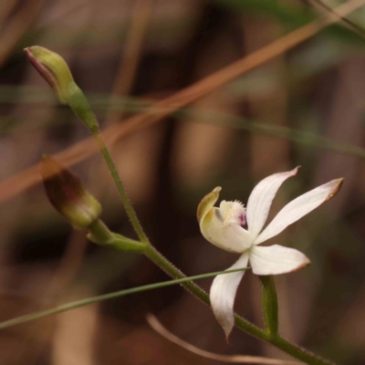 Caladenia moschata (Musky Caps) at Bruce, ACT - 1 Oct 2023 by ConBoekel