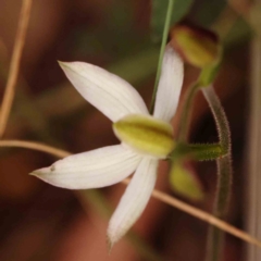 Caladenia moschata at Bruce Ridge to Gossan Hill - 2 Oct 2023