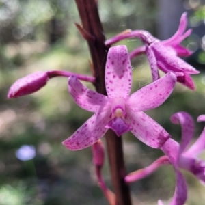 Dipodium roseum at Whitlands, VIC - 31 Dec 2023