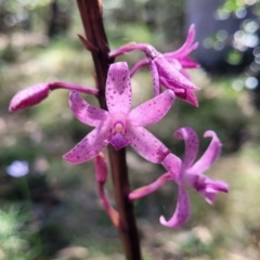 Dipodium roseum at Whitlands, VIC - 31 Dec 2023