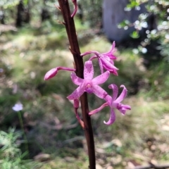 Dipodium roseum at Whitlands, VIC - 31 Dec 2023