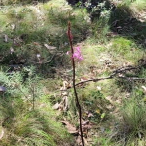 Dipodium roseum at Whitlands, VIC - 31 Dec 2023