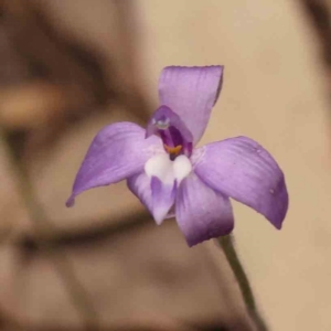 Glossodia major at Bruce Ridge to Gossan Hill - 2 Oct 2023