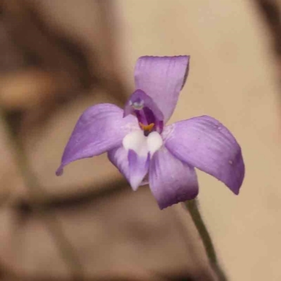 Glossodia major (Wax Lip Orchid) at Bruce Ridge to Gossan Hill - 1 Oct 2023 by ConBoekel