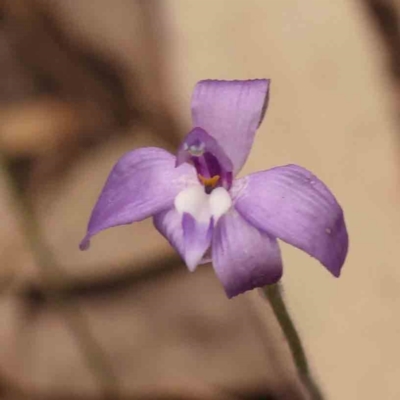 Glossodia major (Wax Lip Orchid) at Bruce, ACT - 1 Oct 2023 by ConBoekel