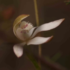Caladenia moschata (Musky Caps) at Bruce, ACT - 1 Oct 2023 by ConBoekel