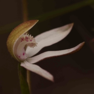 Caladenia moschata at Bruce Ridge - suppressed