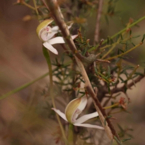 Caladenia moschata at Bruce Ridge - 2 Oct 2023