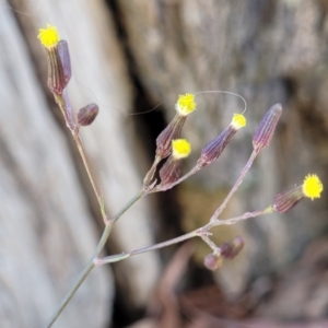 Senecio quadridentatus at Whitlands, VIC - 31 Dec 2023