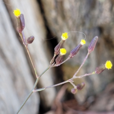 Senecio quadridentatus (Cotton Fireweed) at Powers Lookout Scenic Reserve - 31 Dec 2023 by trevorpreston