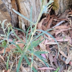 Senecio quadridentatus at Whitlands, VIC - 31 Dec 2023