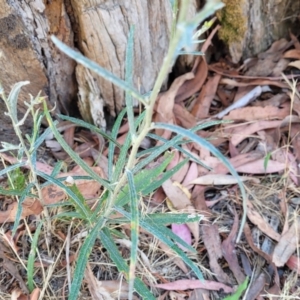 Senecio quadridentatus at Whitlands, VIC - 31 Dec 2023