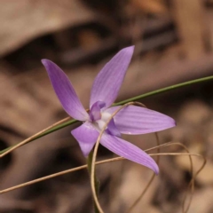 Glossodia major (Wax Lip Orchid) at Bruce Ridge - 1 Oct 2023 by ConBoekel