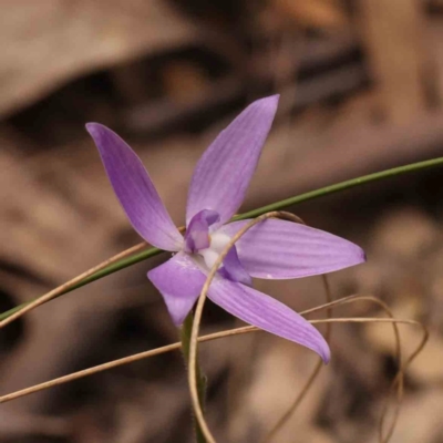 Glossodia major (Wax Lip Orchid) at Bruce Ridge - 1 Oct 2023 by ConBoekel