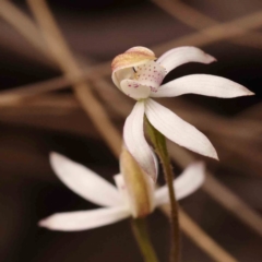 Caladenia moschata (Musky Caps) at Bruce Ridge to Gossan Hill - 2 Oct 2023 by ConBoekel