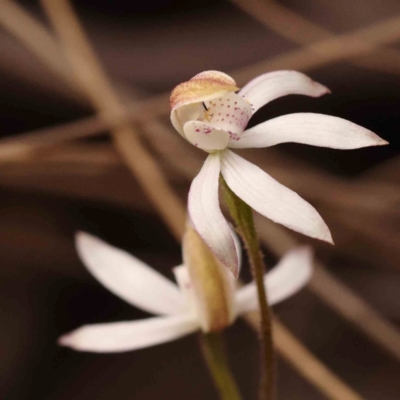 Caladenia moschata (Musky Caps) at Bruce, ACT - 1 Oct 2023 by ConBoekel