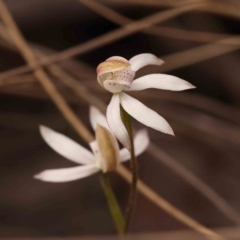 Caladenia moschata at Bruce Ridge to Gossan Hill - suppressed