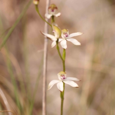 Caladenia moschata (Musky Caps) at Bruce, ACT - 1 Oct 2023 by ConBoekel