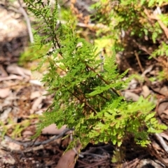 Cheilanthes austrotenuifolia (Rock Fern) at Whitlands, VIC - 31 Dec 2023 by trevorpreston