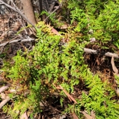 Cheilanthes austrotenuifolia at Whitlands, VIC - 31 Dec 2023