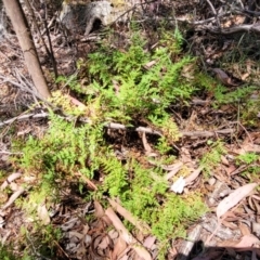 Cheilanthes austrotenuifolia at Whitlands, VIC - 31 Dec 2023 02:48 PM