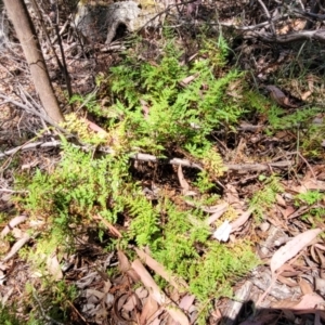 Cheilanthes austrotenuifolia at Whitlands, VIC - 31 Dec 2023