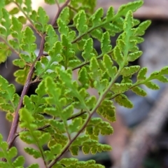 Cheilanthes austrotenuifolia at Whitlands, VIC - 31 Dec 2023 02:48 PM