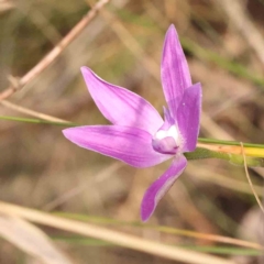 Glossodia major (Wax Lip Orchid) at Bruce Ridge - 1 Oct 2023 by ConBoekel