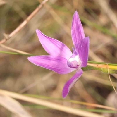 Glossodia major (Wax Lip Orchid) at Bruce Ridge - 1 Oct 2023 by ConBoekel