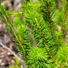 Unidentified Other Shrub at Whitlands, VIC - 31 Dec 2023 by trevorpreston