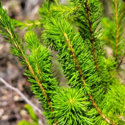 Unidentified Other Shrub at Whitlands, VIC - 31 Dec 2023 by trevorpreston