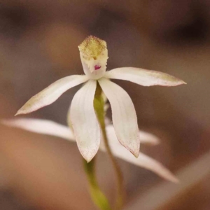 Caladenia moschata at Bruce Ridge to Gossan Hill - 2 Oct 2023