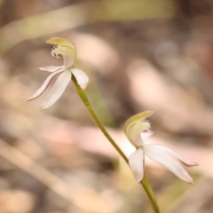 Caladenia moschata at Bruce Ridge to Gossan Hill - 2 Oct 2023