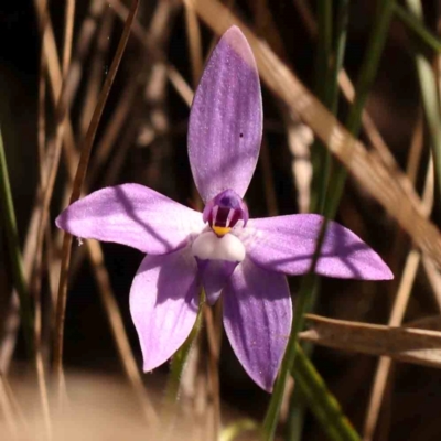 Glossodia major (Wax Lip Orchid) at Bruce Ridge - 1 Oct 2023 by ConBoekel