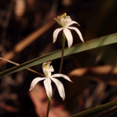 Caladenia moschata (Musky Caps) at Bruce Ridge - 1 Oct 2023 by ConBoekel