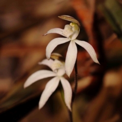 Caladenia moschata at Bruce Ridge - suppressed