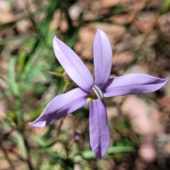 Isotoma axillaris (Australian Harebell, Showy Isotome) at Powers Lookout Scenic Reserve - 31 Dec 2023 by trevorpreston