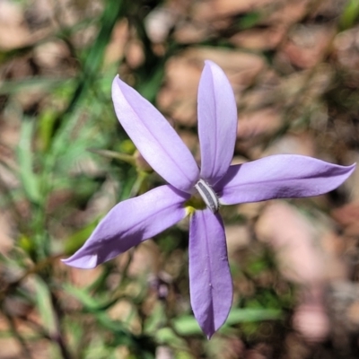 Isotoma axillaris (Australian Harebell, Showy Isotome) at Powers Lookout Scenic Reserve - 31 Dec 2023 by trevorpreston