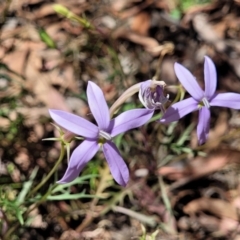 Isotoma axillaris at Whitlands, VIC - 31 Dec 2023