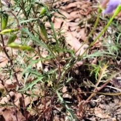 Isotoma axillaris at Whitlands, VIC - 31 Dec 2023