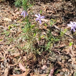 Isotoma axillaris at Whitlands, VIC - 31 Dec 2023