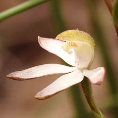 Caladenia moschata (Musky Caps) at Bruce, ACT - 1 Oct 2023 by ConBoekel