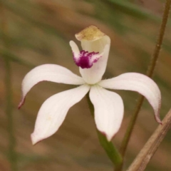 Caladenia moschata (Musky Caps) at Bruce, ACT - 2 Oct 2023 by ConBoekel