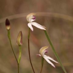 Caladenia moschata at Bruce Ridge - suppressed