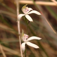 Caladenia moschata (Musky Caps) at Bruce, ACT - 2 Oct 2023 by ConBoekel