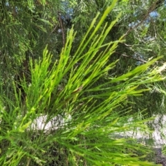 Exocarpos cupressiformis at Whitlands, VIC - 31 Dec 2023