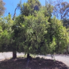 Exocarpos cupressiformis at Whitlands, VIC - 31 Dec 2023