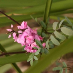 Indigofera australis subsp. australis (Australian Indigo) at Bruce Ridge to Gossan Hill - 2 Oct 2023 by ConBoekel