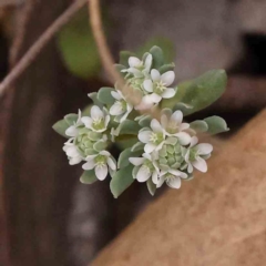 Poranthera microphylla (Small Poranthera) at Bruce Ridge - 2 Oct 2023 by ConBoekel